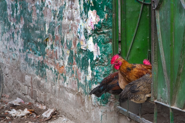 marlandphotos-blog-photography-chickens-guards