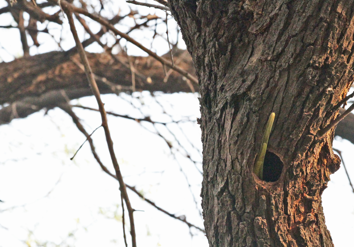 Bird Dives into Hole in Tree With Only Tail Sticking Out! 
